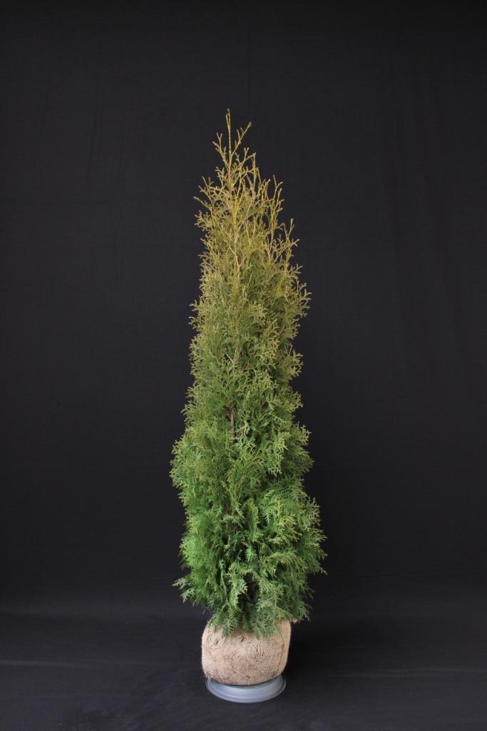 Picture of Thuja occ. Brabant ROOTBALL 125/150CM