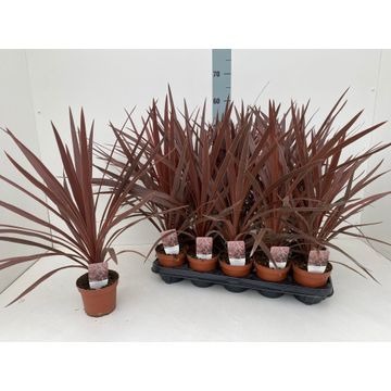 Picture of Cordyline australis Red Star P12