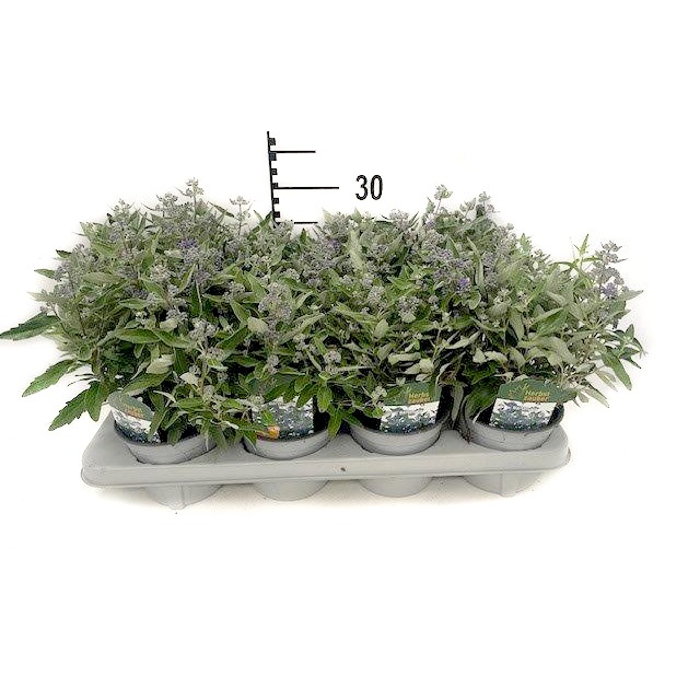 Picture of Caryopteris clandonensis P13
