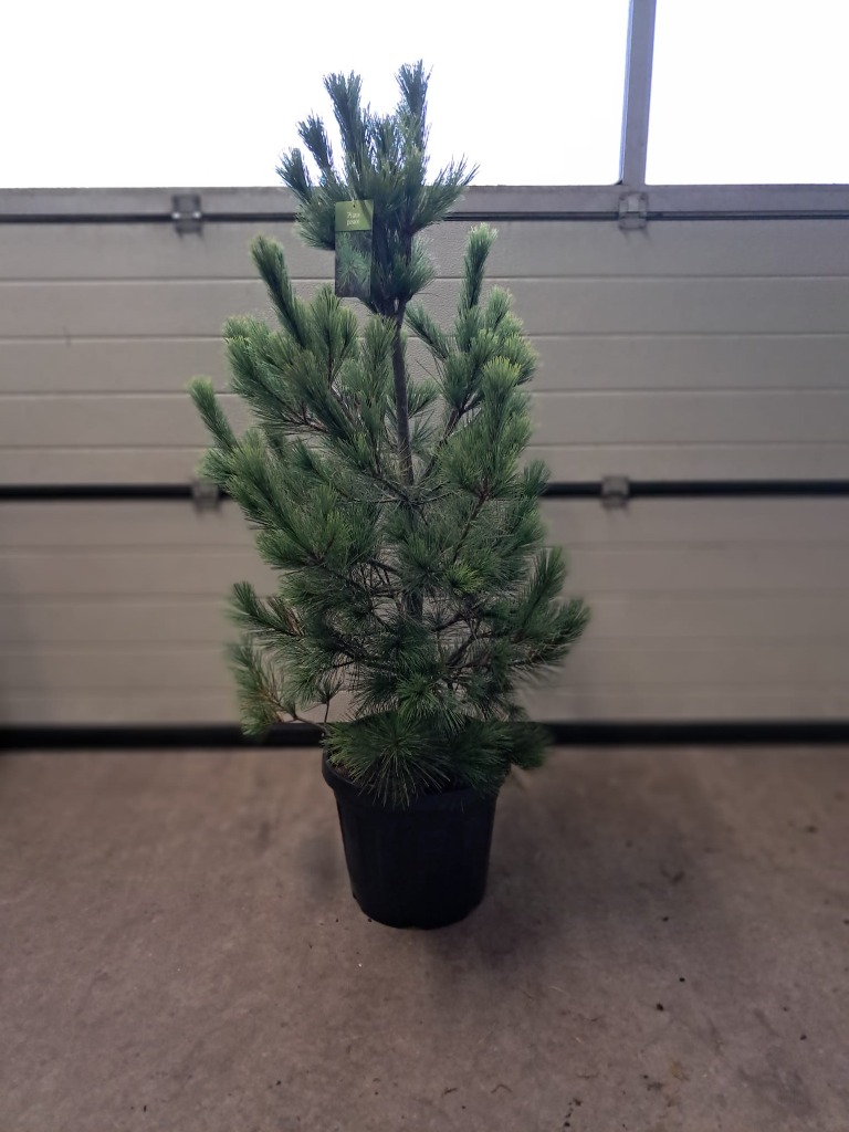 Picture of Pinus peuce P36 (20 Ltr) 100/120CM