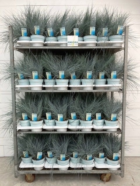 Picture of Trolley Deal 2024 Festuca glauca Intense Blue P17 (2 Ltr) J7