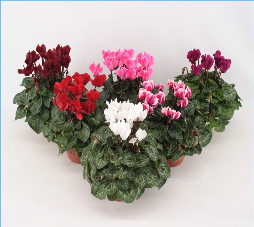 Picture of Cyclamen in varieties P10.5 20-CM