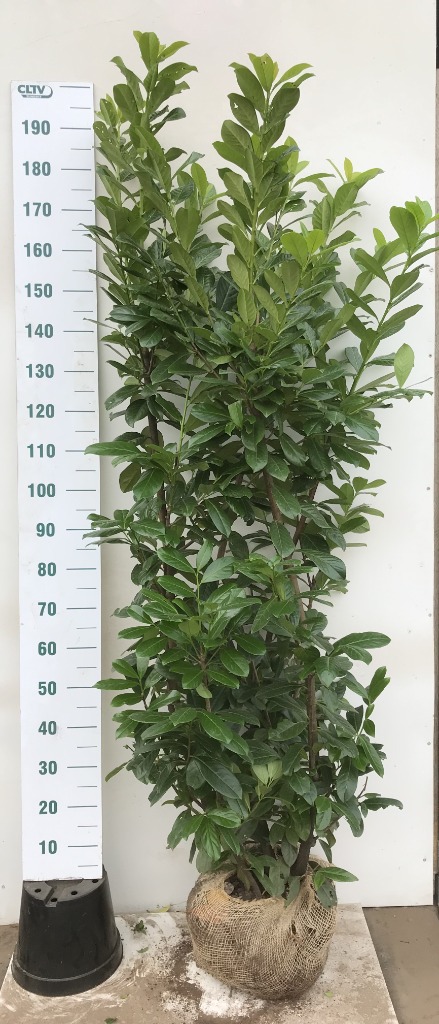 Picture of Prunus laur. Novita ROOTBALL 160/180CM