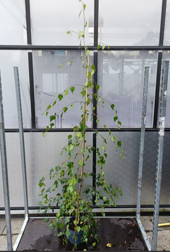 Picture of Betula pendula Youngii P23 (5 Ltr) 175/200