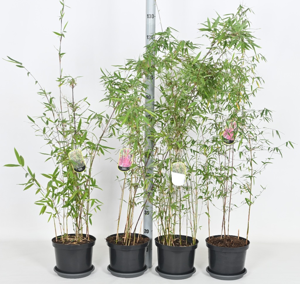 Fargesia nitida in varieties