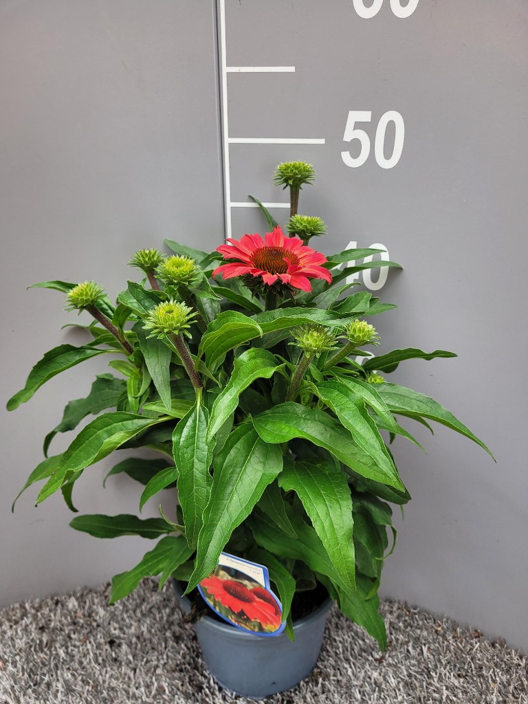 Obrázek Echinacea purp. Sunseekers Coral P17 (2 Ltr)