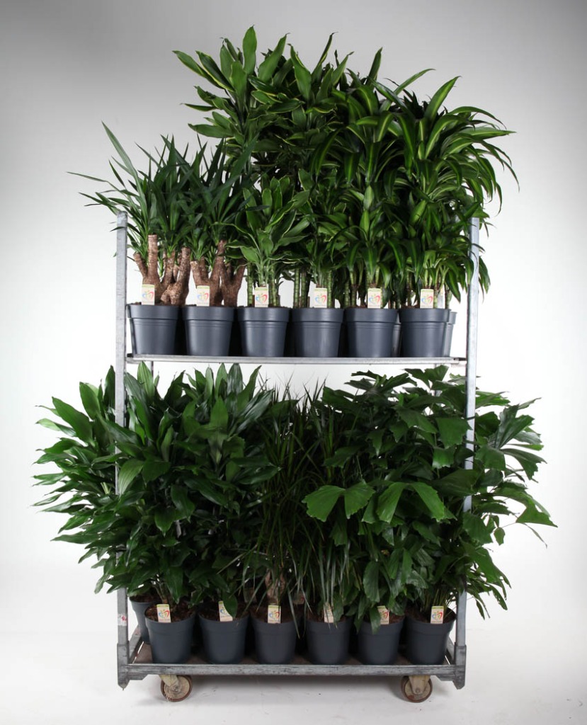 Picture of Trolley Deal 2024 Houseplants in varieties P21(4 Ltr) height 70-120 cm F.O. (205)