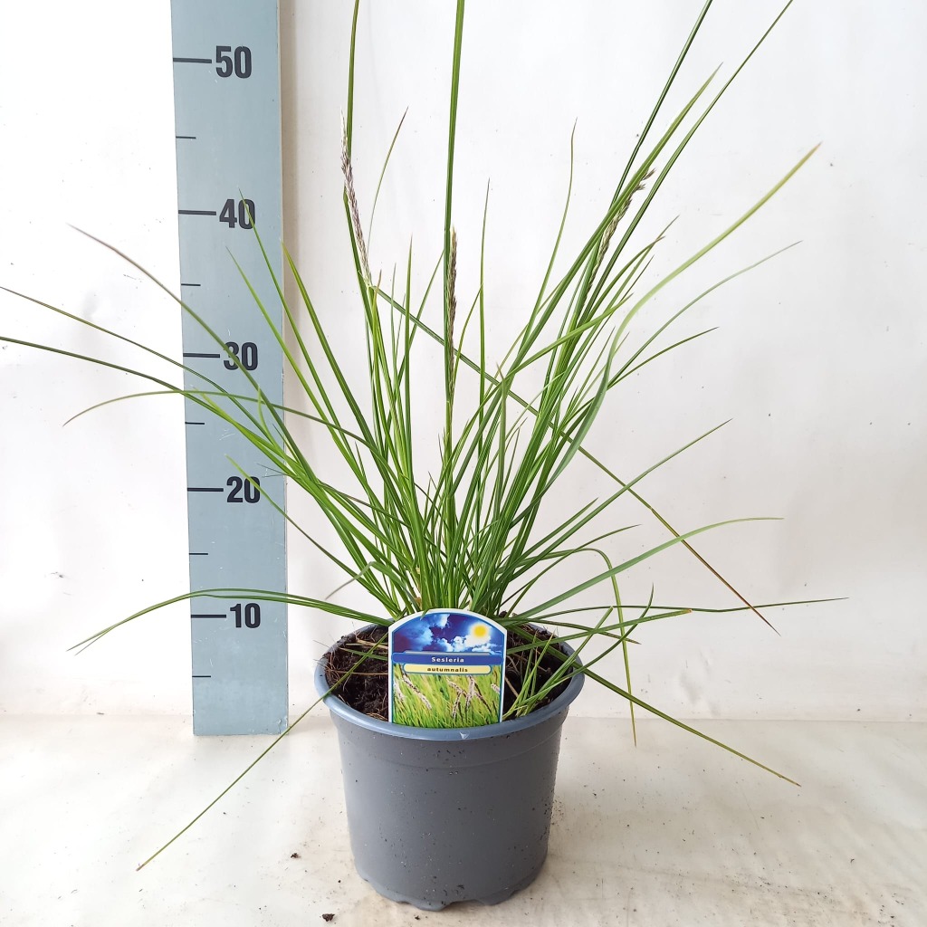 Picture of Sesleria Autumnalis P17 (2 Ltr)