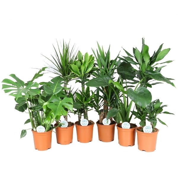 Picture of Trolley Deal 2024 Houseplants in varieties P21 (4 Ltr) height 90-110 cm F.O (216)