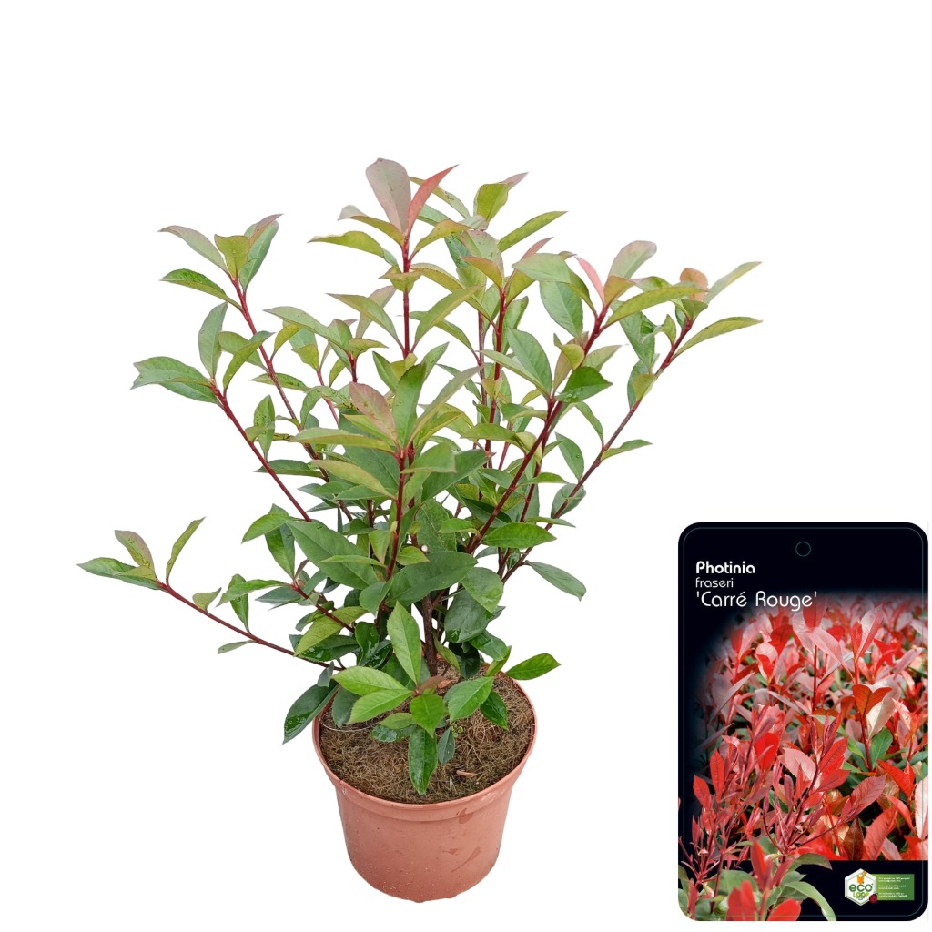 Picture of Photinia fras. Carre Rouge P18 (2.5 Ltr)