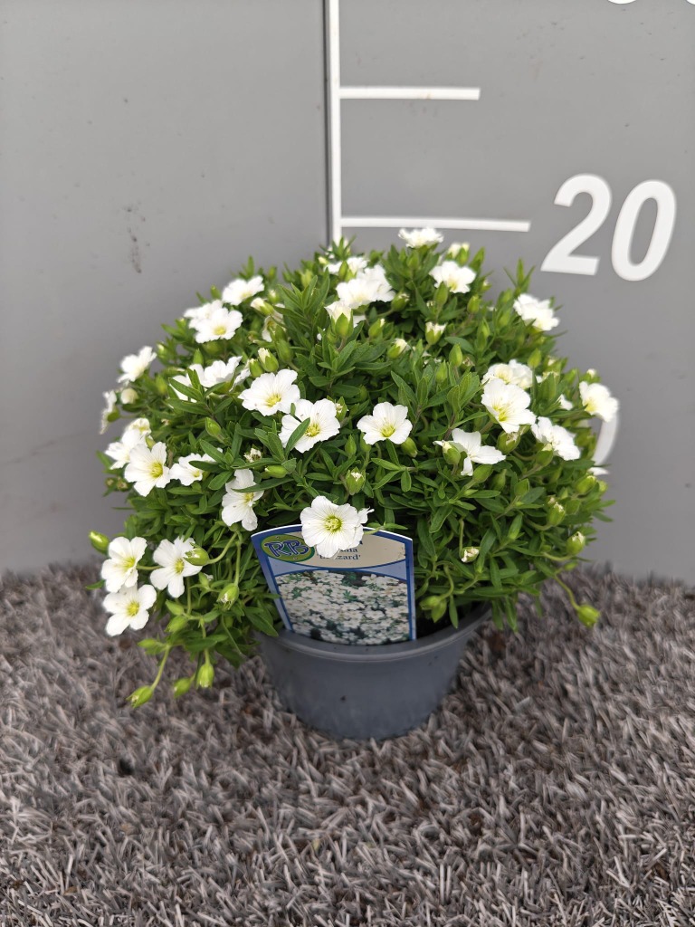 Arenaria mon. Blizzard