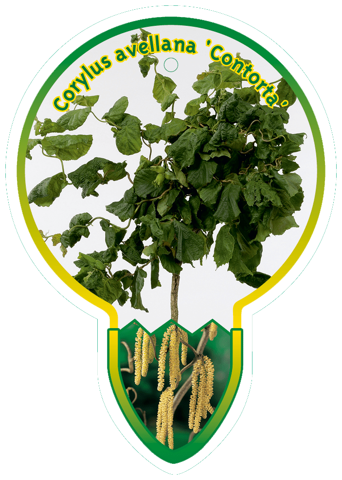 Picture of Corylus avellana Twister P23 (5 Ltr) 80/STD