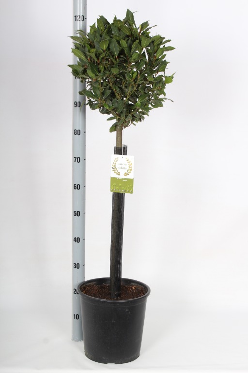 Picture of Laurus nobilis P27 (7.5 Ltr) 60/STD-30/CM-HEAD