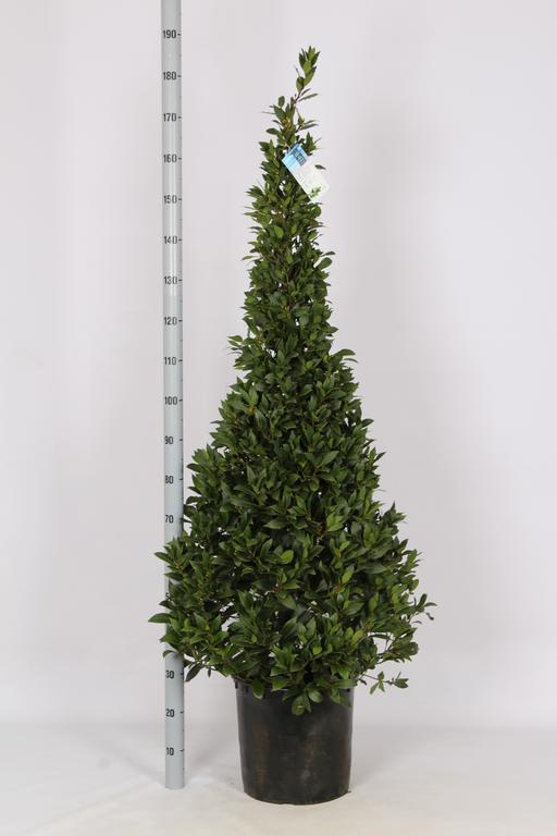 Laurus nobilis