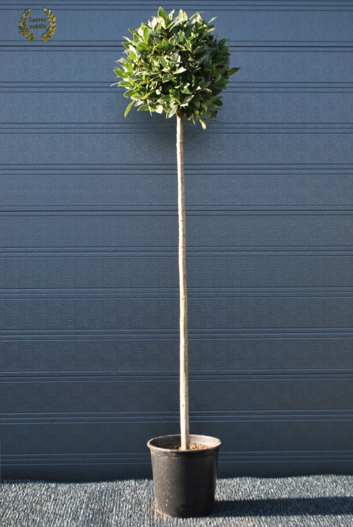 Picture of Laurus nobilis P27 (7.5 Ltr) 120/std 35/cm head