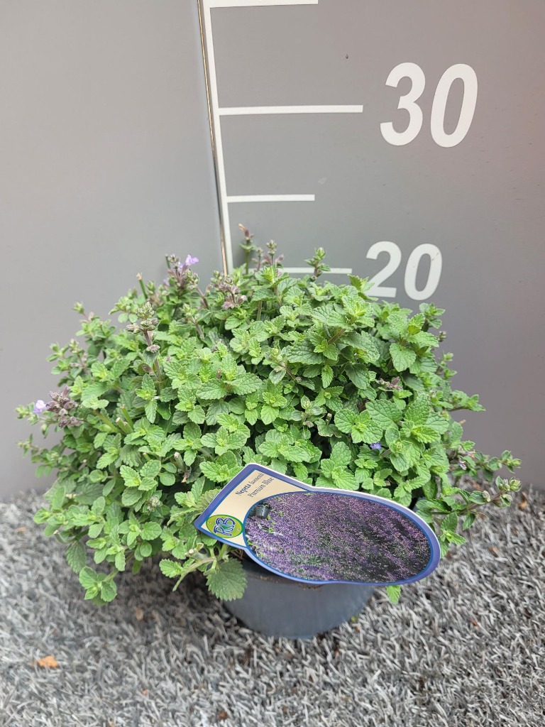 Bild von Nepeta faassenii Purrsian Blue P17 (2 Ltr)