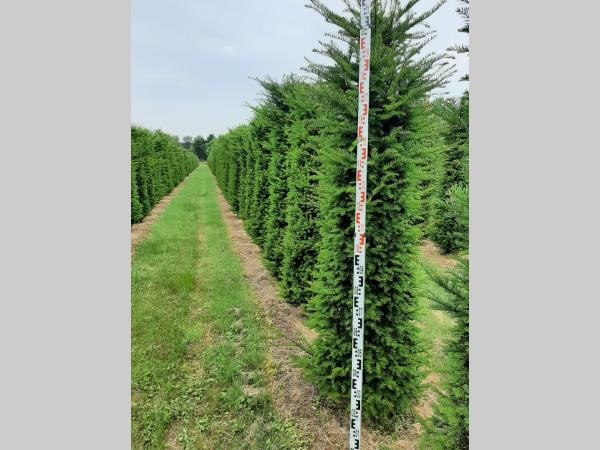 Picture of Taxus Baccata ROOTBALL 200/225cm