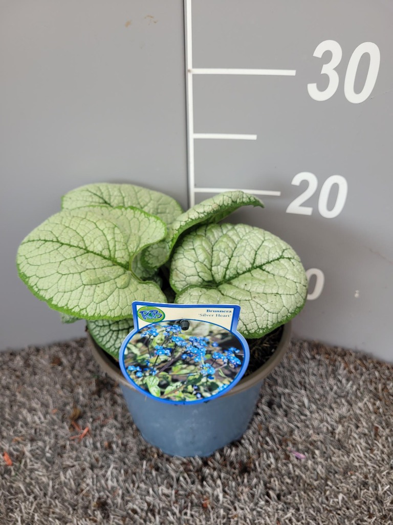 Picture of Brunnera macr. Silver Heart P17 (2 Ltr)