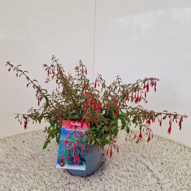 Bild von Fuchsia Riccartonii P18 (2.5 Ltr)