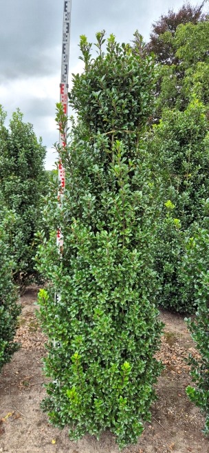 Image de Ilex mes. Heckenstar EXTRA ROOTBALL 200/225cm