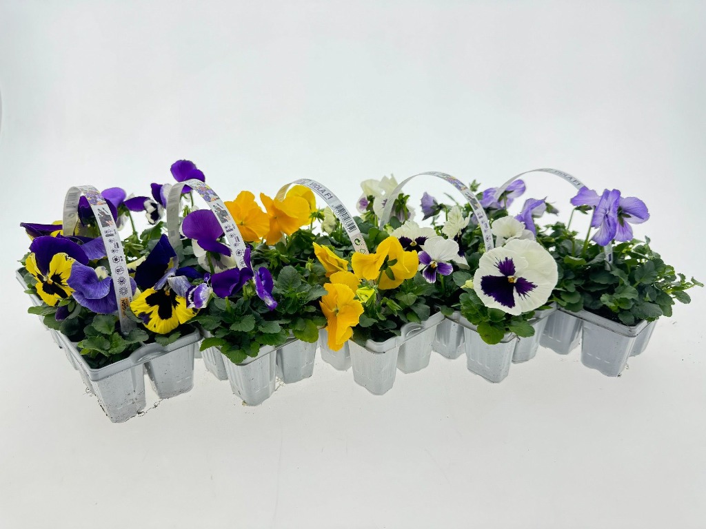 Picture of Trolley Deal 2025 Viola F1-hybride 10-pack S9