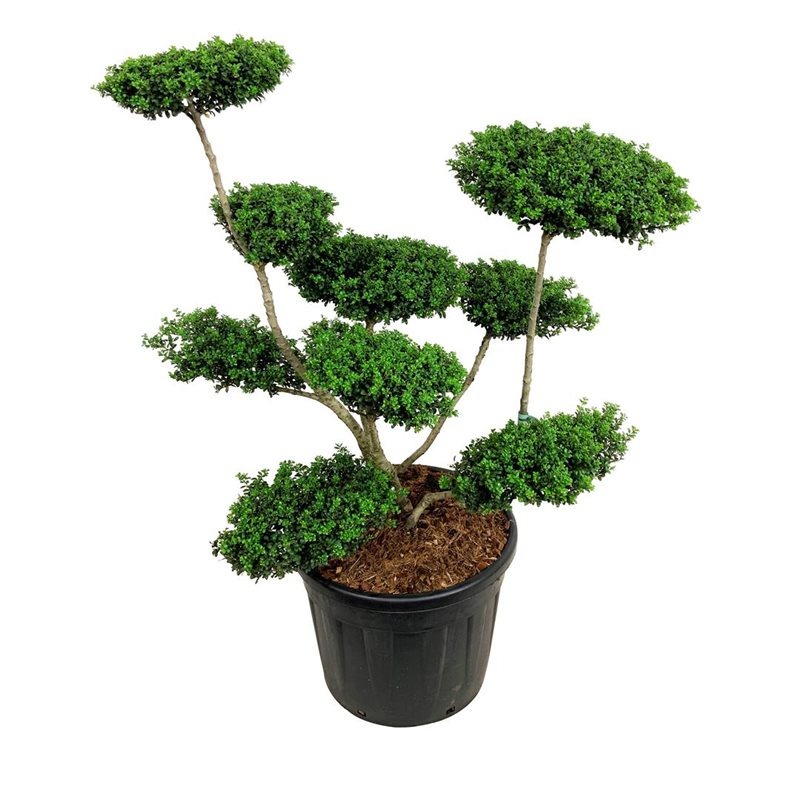 Picture of Ilex crenata Convexa P55 BONSAI-80/100