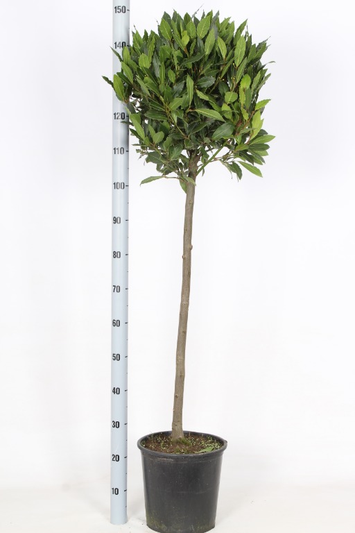 Laurus nobilis