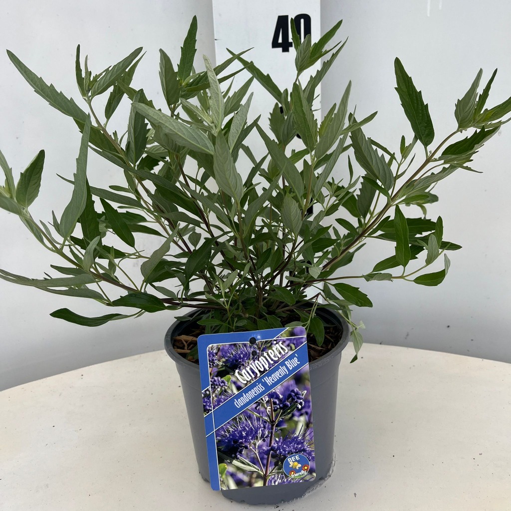 Picture of Caryopteris cland. Heavenly Blue P17-(2.5-LTR)