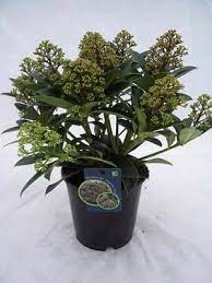 Picture of Skimmia Daddys Dream P15