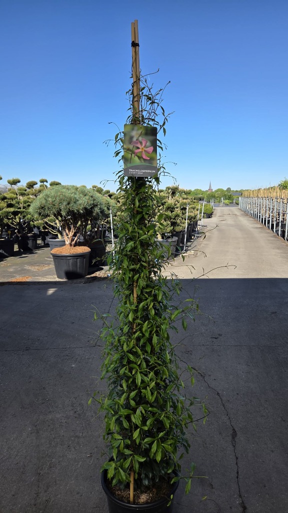 Trachelospermum jasm. Star of Sicily