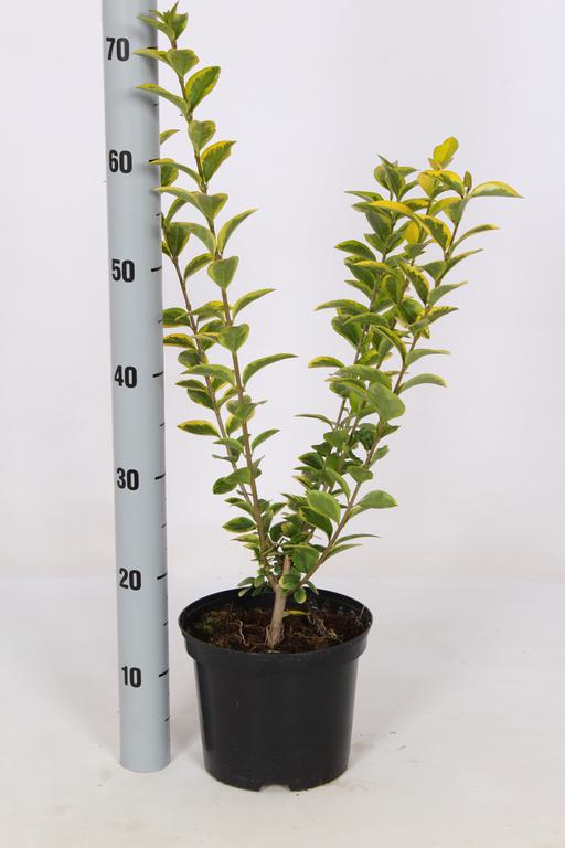 Picture of Ligustrum oval. Aureum P19 (3 Ltr) 60/80