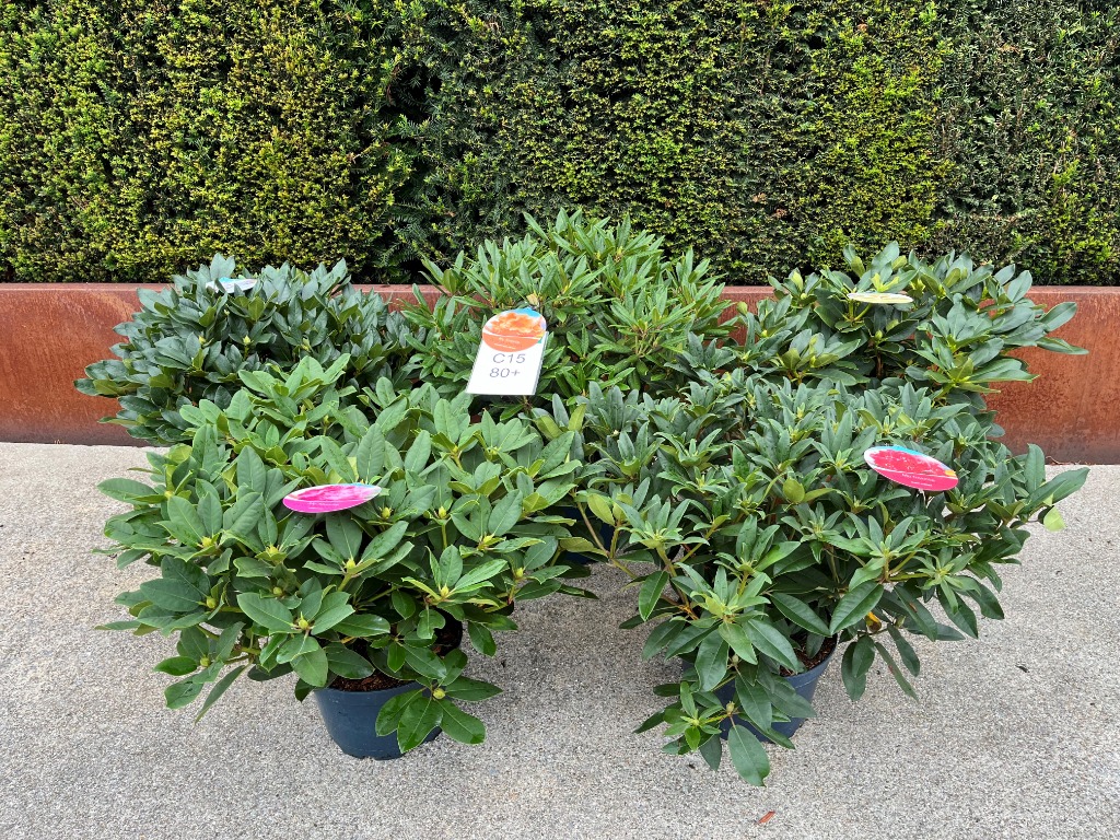 Picture of Rhododendron hybride in varieties P34-(15-LTR) 70/CM-BUDDED-MIX