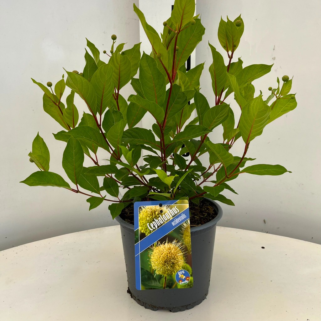 Cephalanthus occidentalis