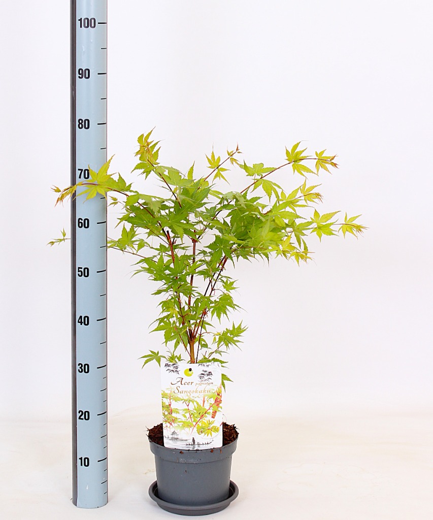 Acer pal. Sangokaku