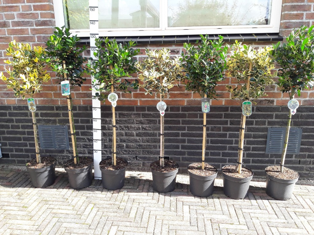 Picture of Ilex in varieties P26 (7.5 Ltr) 60CM-STD-40/CM-HEAD