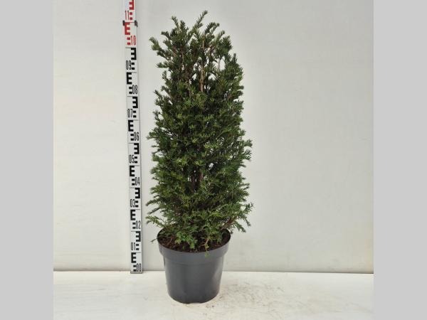 Taxus baccata