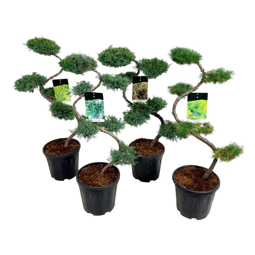 Picture of Bonsai in varieties P32 (15 Ltr) 80/CM-BONSAI