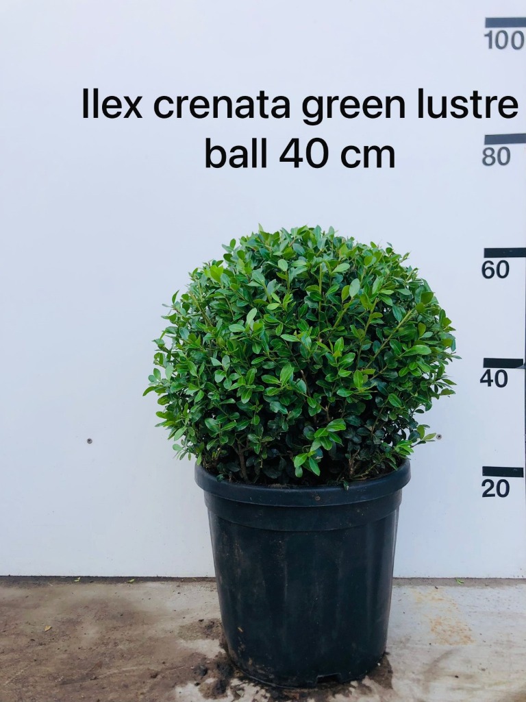 Picture of Ilex cren. Green Lustre P34-(18-LTR) BALL-40/45