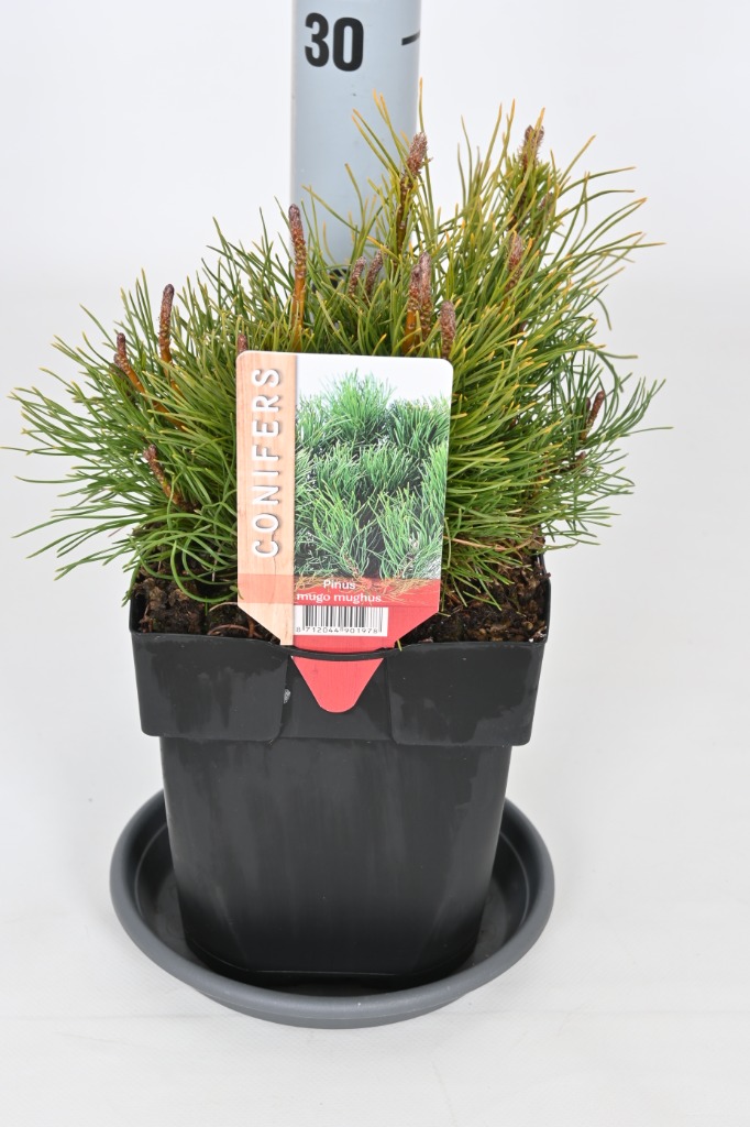 Picture of Pinus mugo mughus P17 (2 Ltr) Square