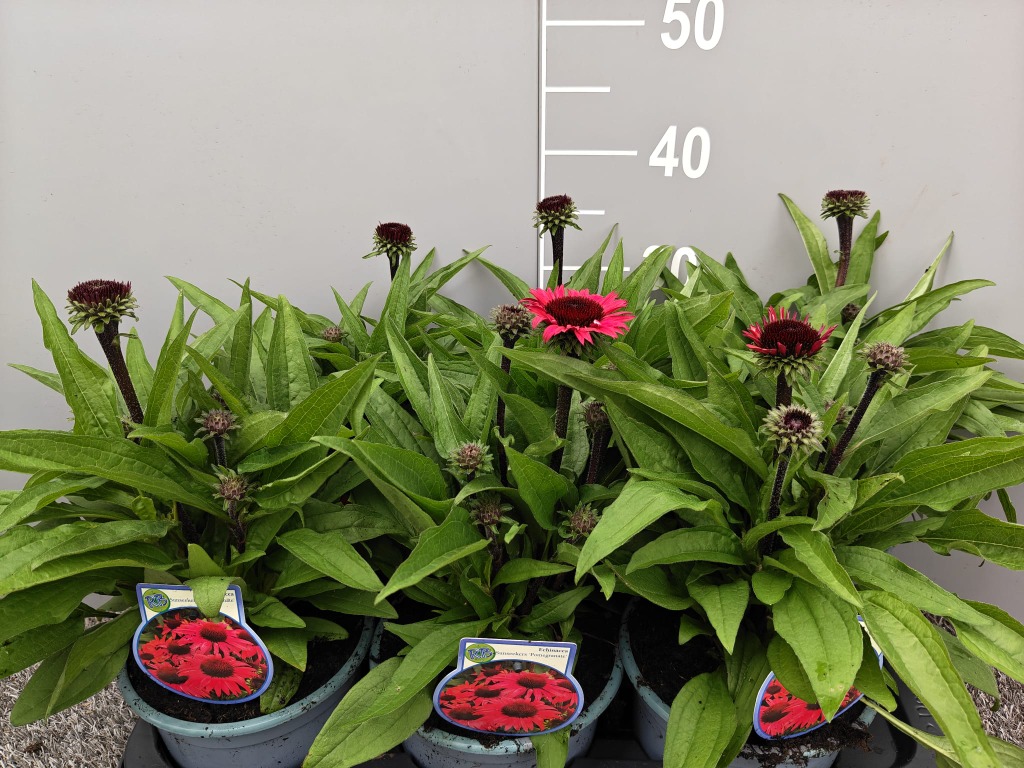 Echinacea purp. Sunseekers Pomegranate