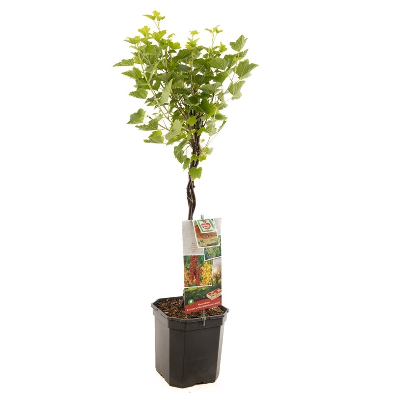 Picture of Ribes rubrum P24 (6 Ltr) VLECHTSTAM/DUO BERRY