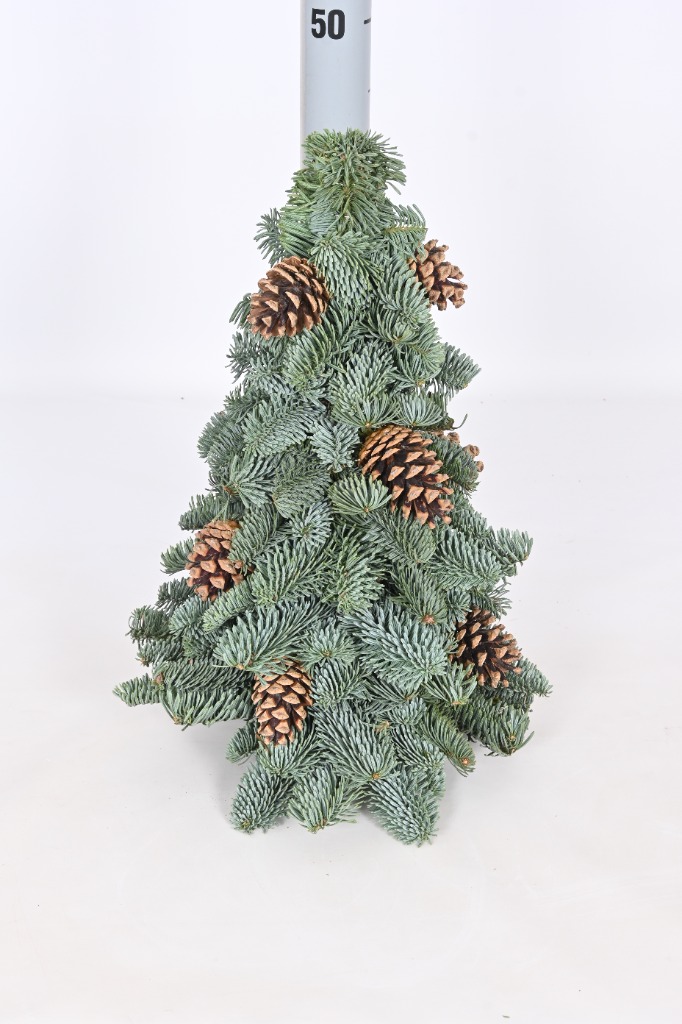 Picture of Abies nobilis mini Trees with decoration 3 (with pine cone) 40CM