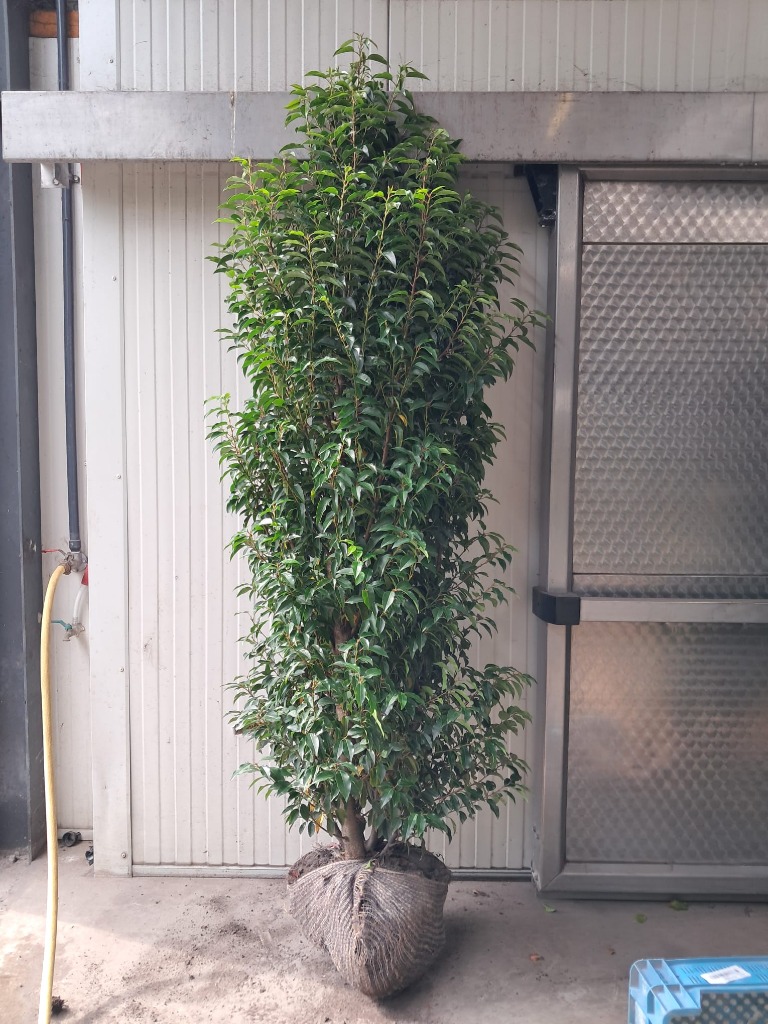 Picture of Prunus lus. Angustifolia ROOTBALL 200/225cm (LOOSE)