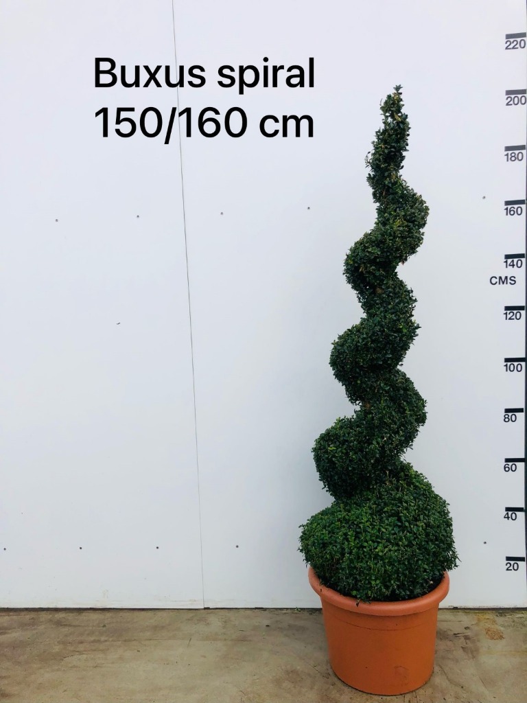 Picture of Buxus Sempervirens P42-(45-LTR) SPIRAL-150/160