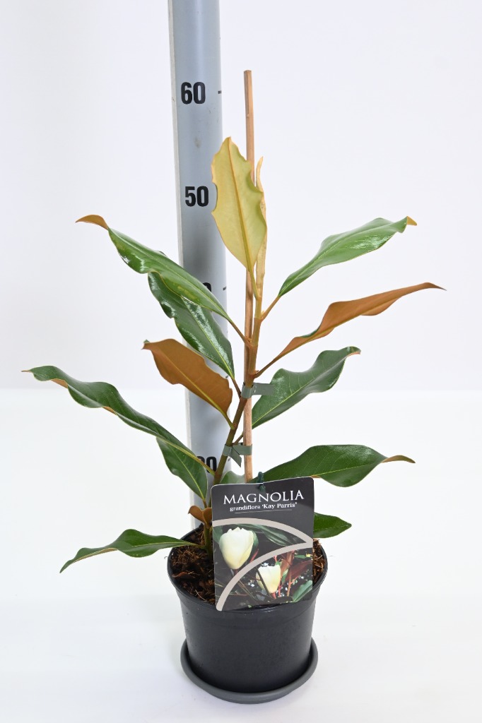 Picture of Magnolia grandiflora Kay Parris P17 (2 Ltr)