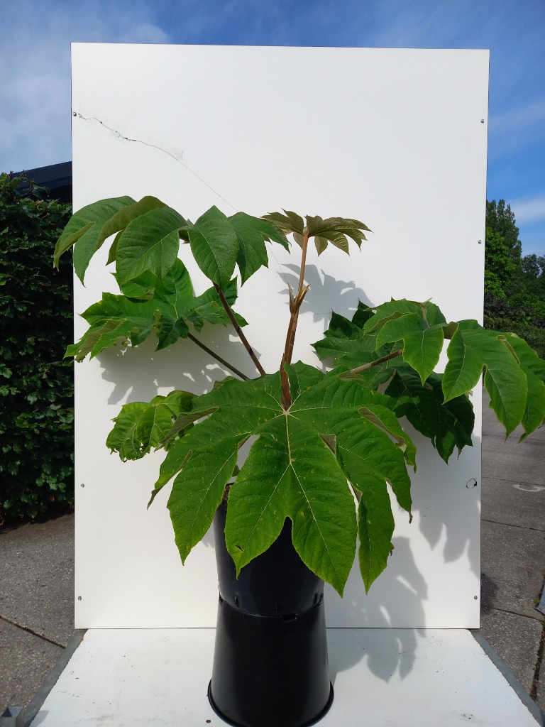 Picture of Tetrapanax papyrifer Rex C20 60/80CM