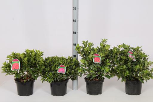 Picture of Rhododendron japonicum (Azalea japonica) in varieties P17 (2 Ltr)