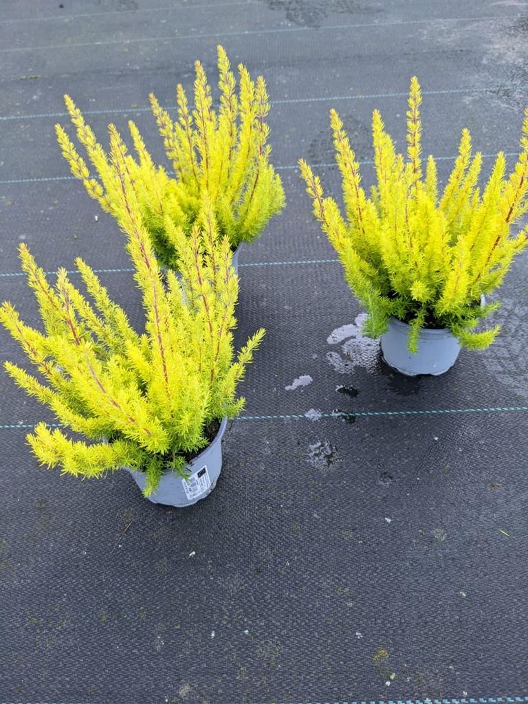 Picture of Erica arborea Alberts Gold P13 25-CM