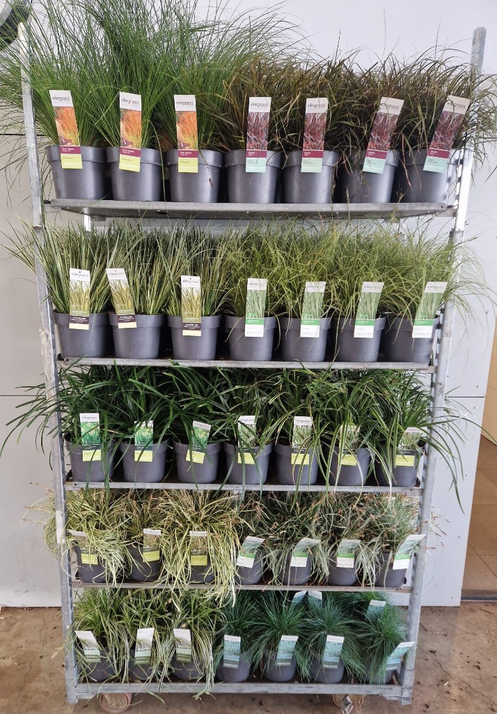 Picture of Trolley Deal 2024 Grasses in varieties - Evergreen P19 (3 Ltr) M3