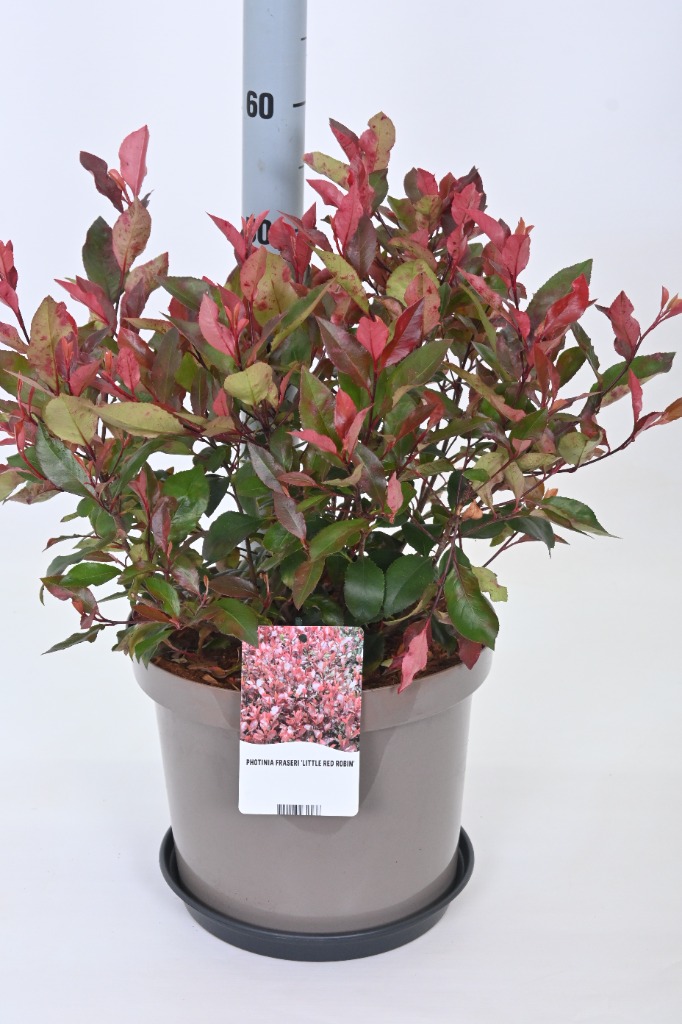 Picture of Photinia fras. Little Red Robin P29 (10 Ltr) 40/60